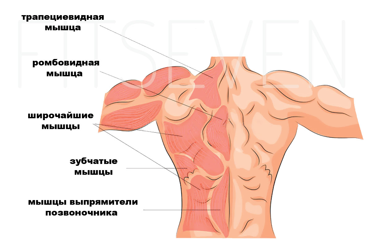Анатомия мышц спины