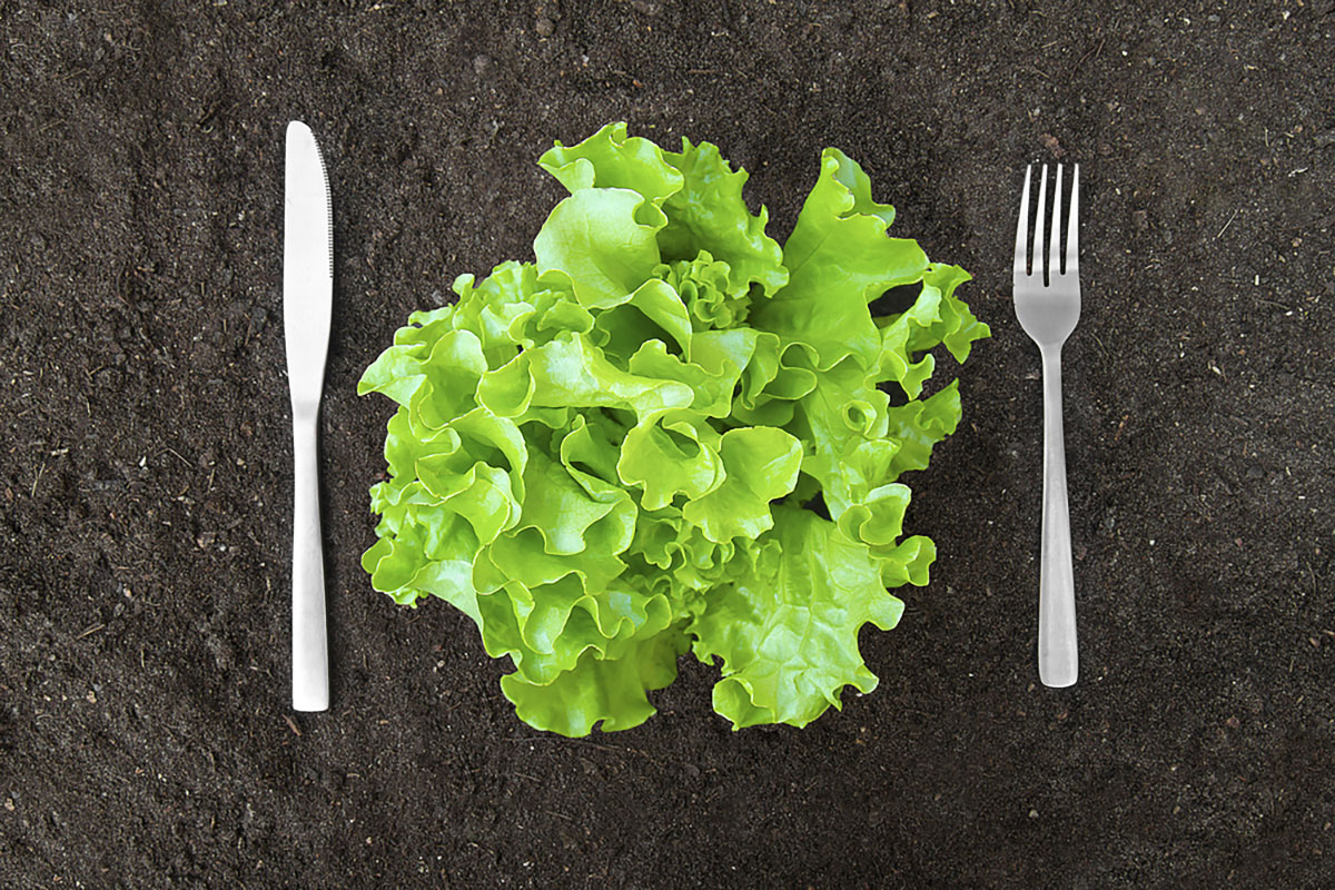 Содержание углеводов в овощах — салат