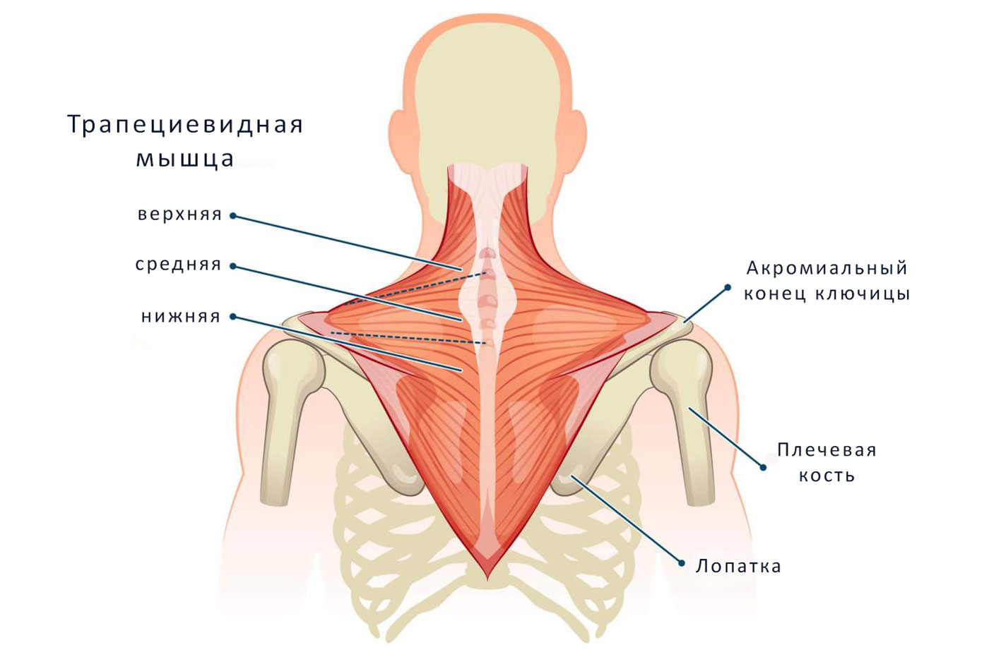 Трапециевидная мышца — анатомия