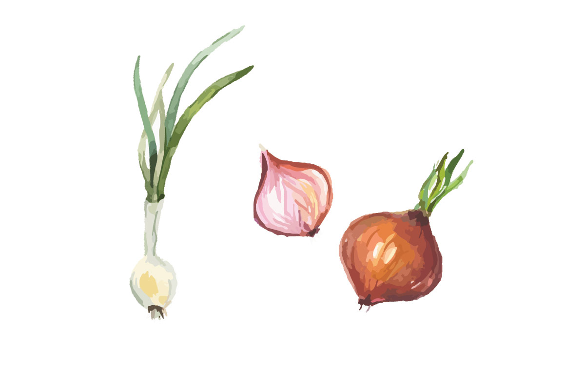 Самые полезные овощи — лук и чеснок