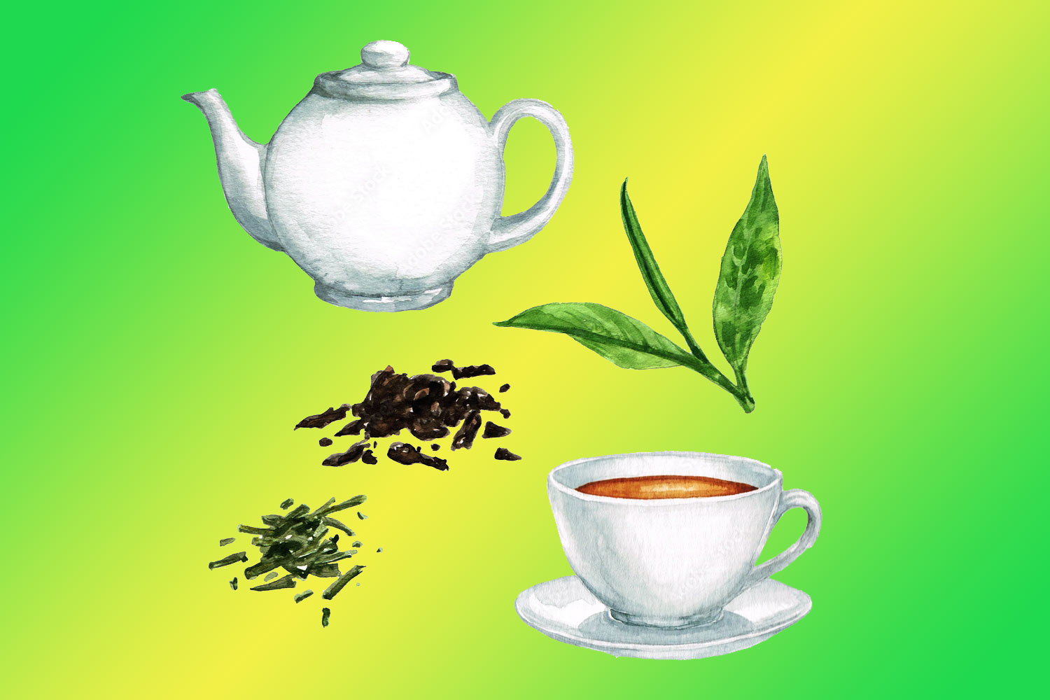 Зелёный чай — чем он полезнее чёрного?