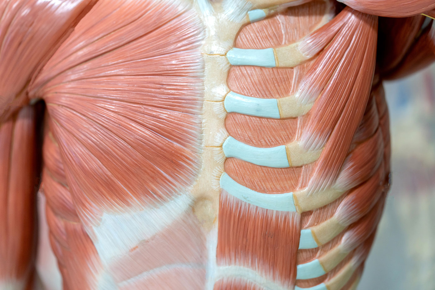 Грудные мышцы — анатомия