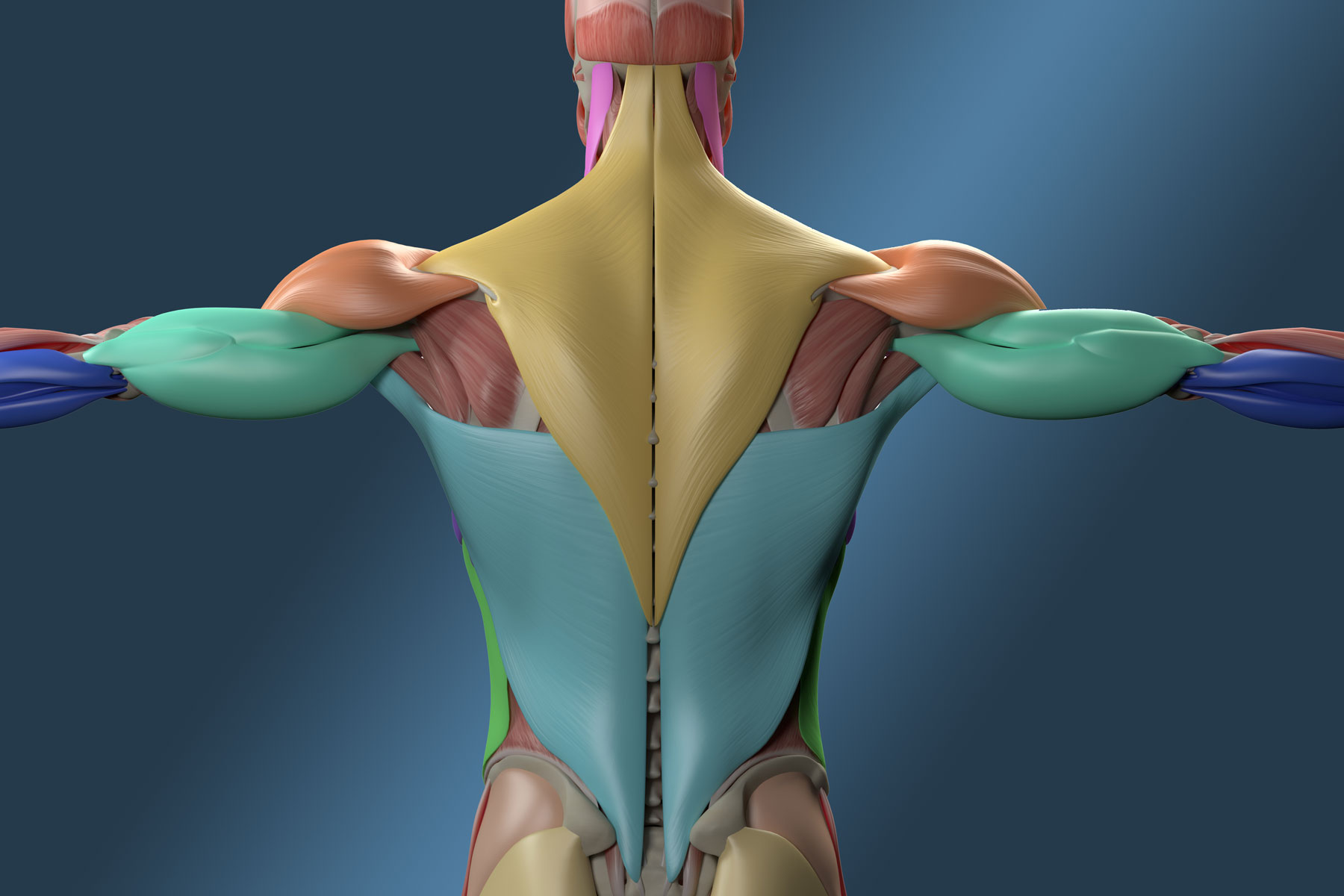 Мышцы спины — анатомия