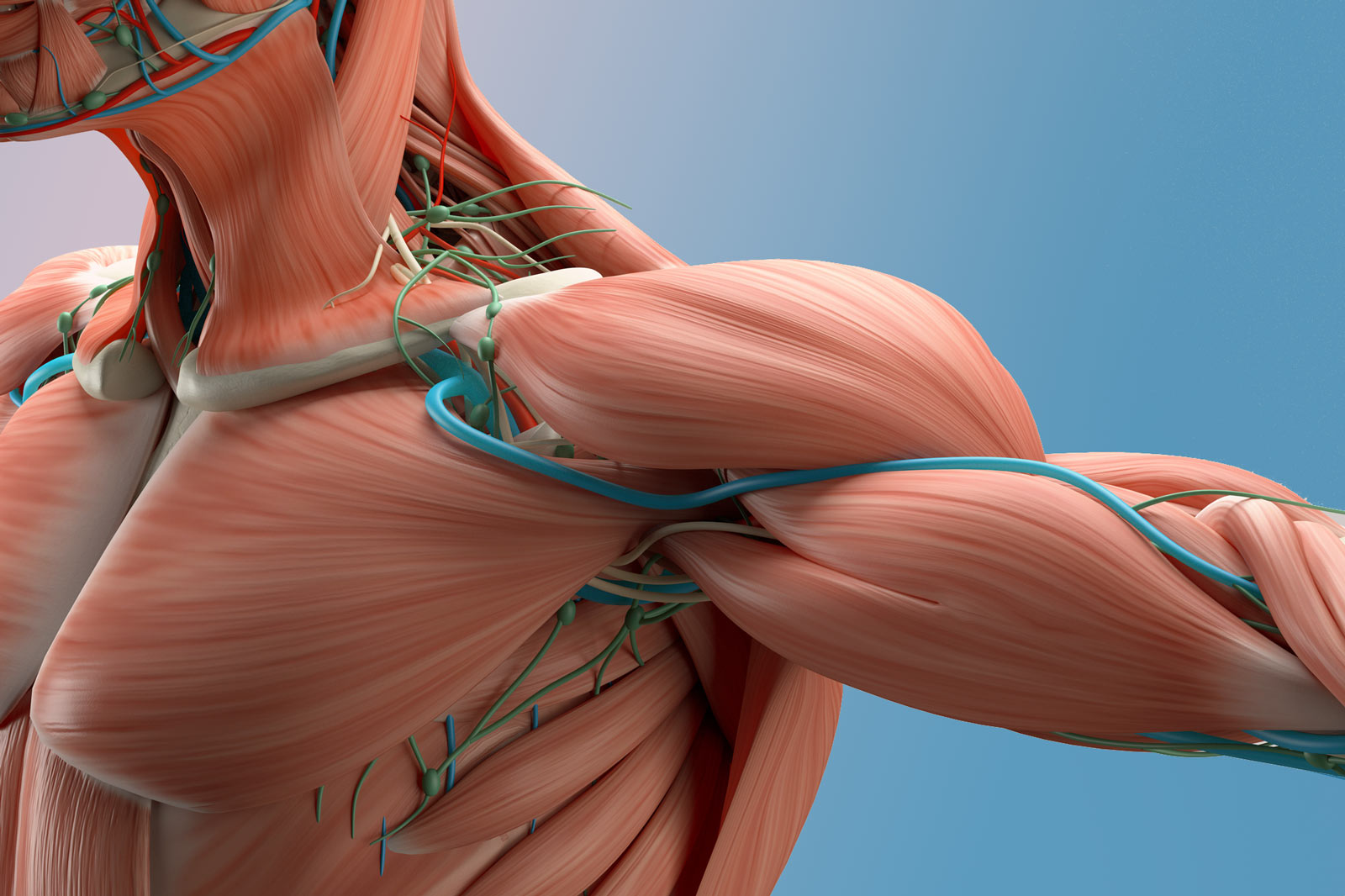Упражнения на грудь — биомеханика