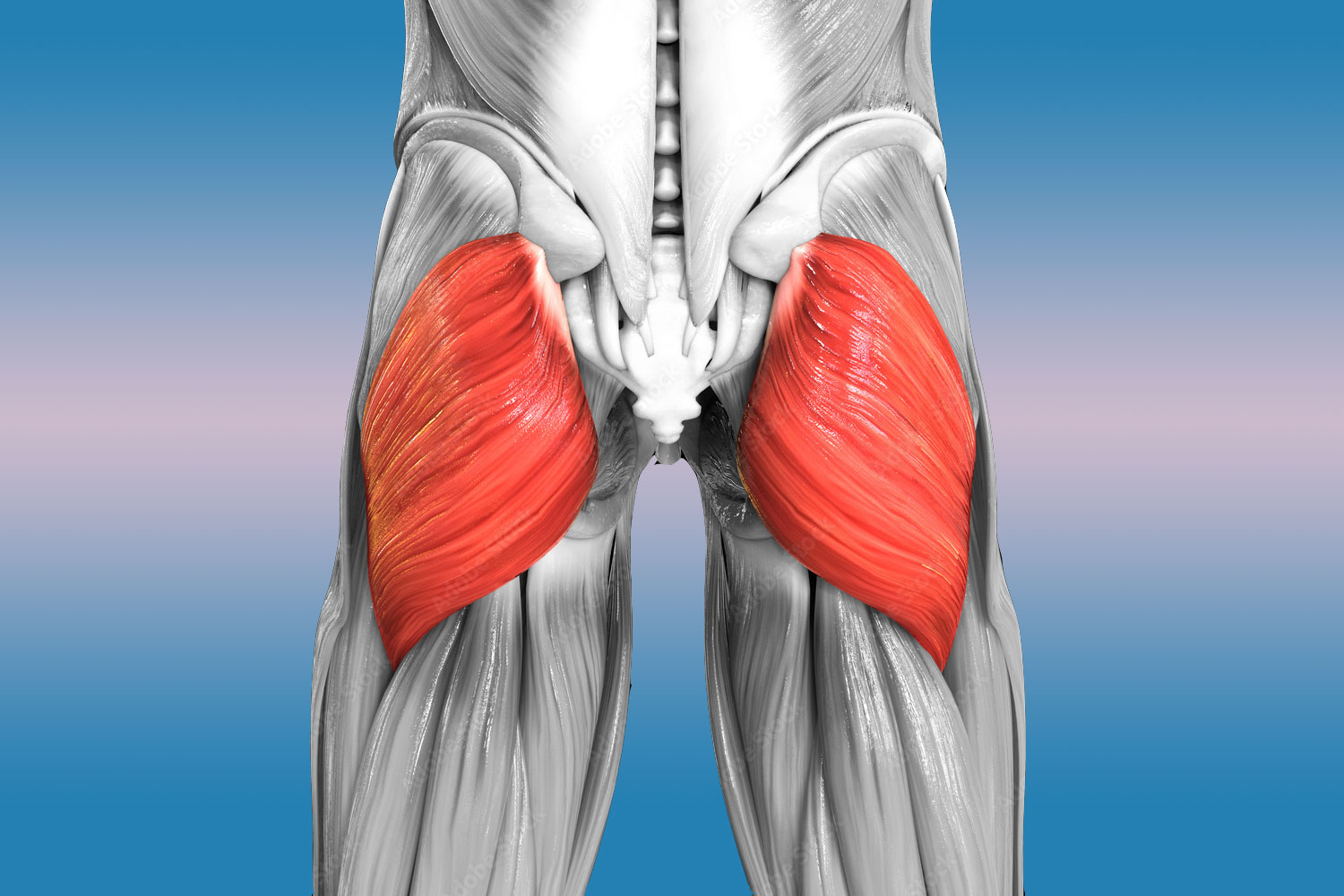 Большая ягодичная мышца — анатомия