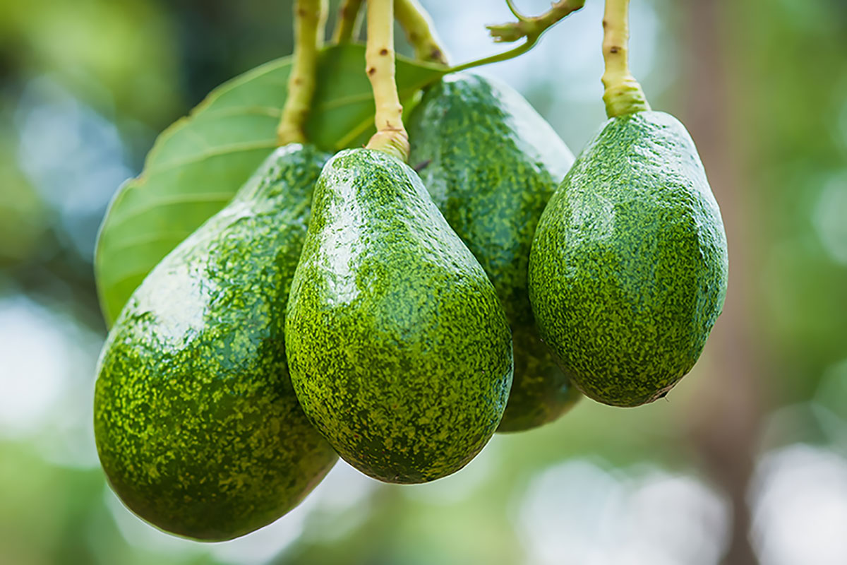 Авокадо — когда начнёт плодоносить?