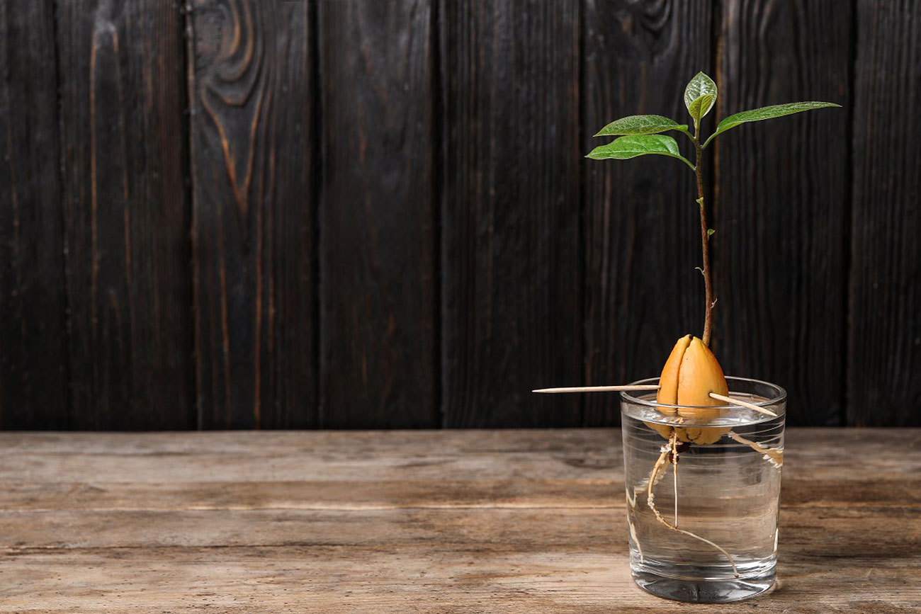 Как вырастить авокадо дома?