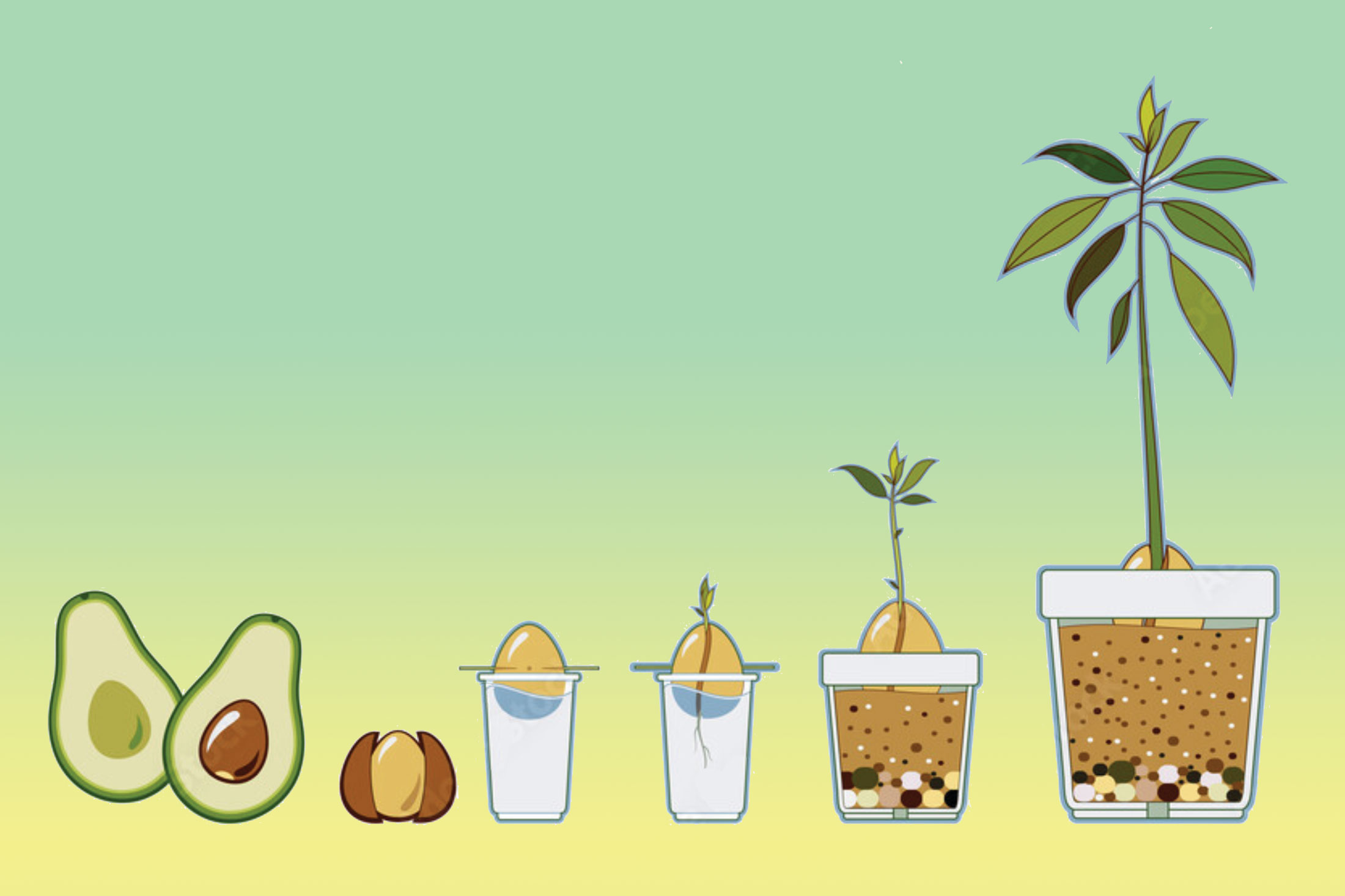 Как вырастить авокадо — пошаговое описание
