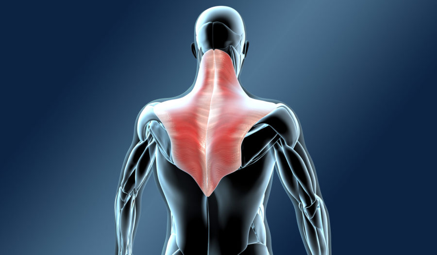 Трапециевидная мышца — биомеханика и лучшие упражнения