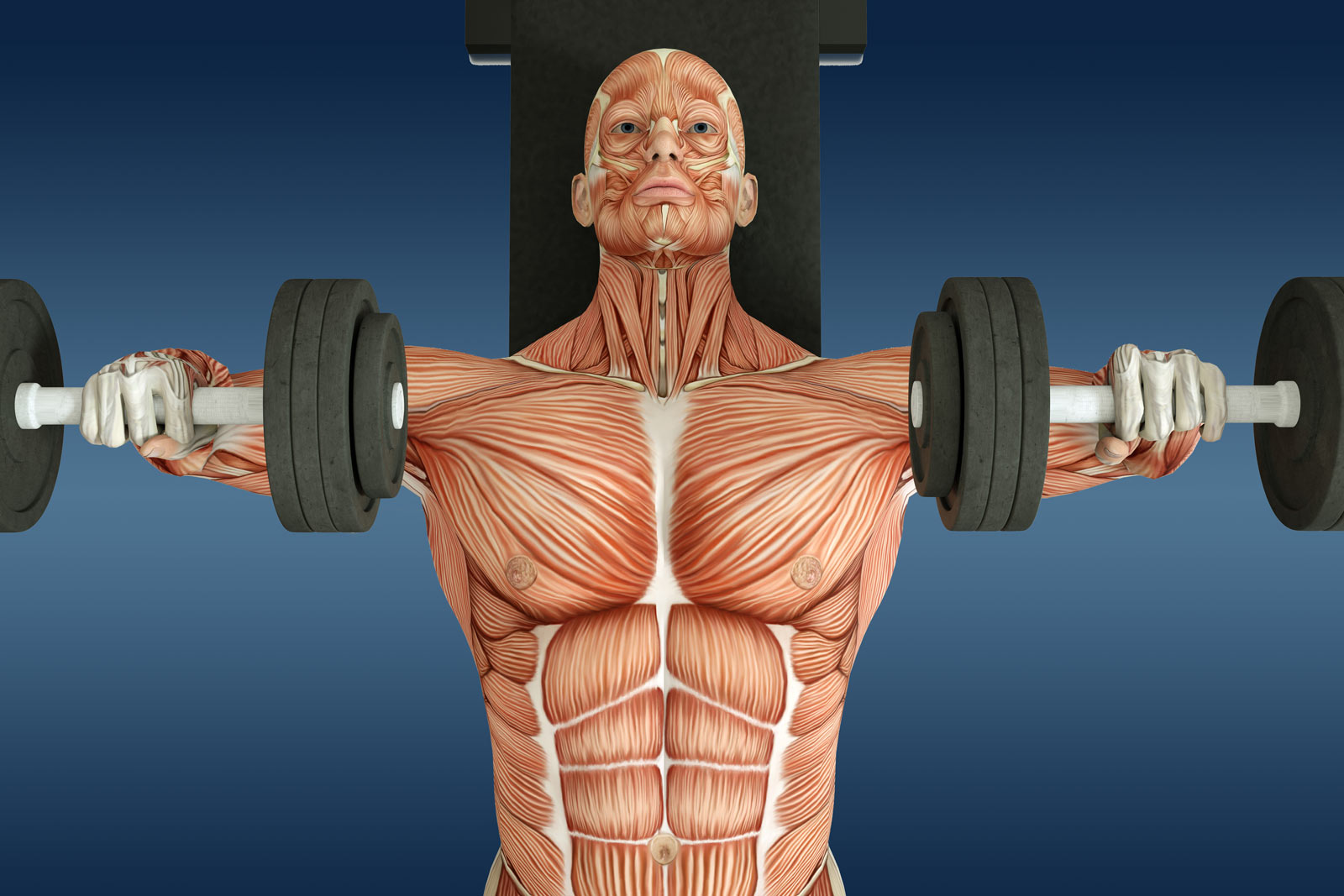 Грудные мышцы — как качать? Упражнения и советы по составлению программы