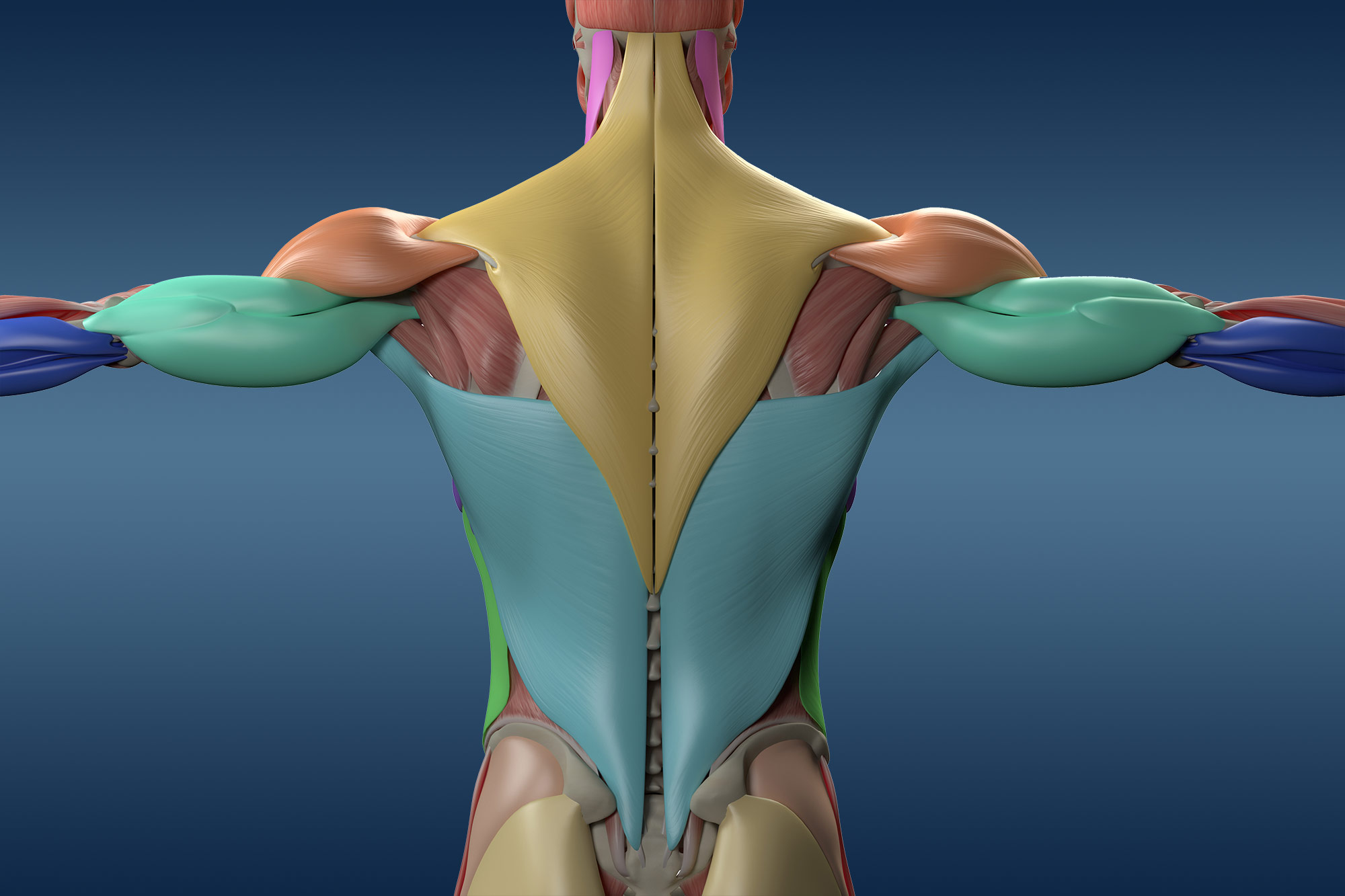 Анатомия мышц верха спины