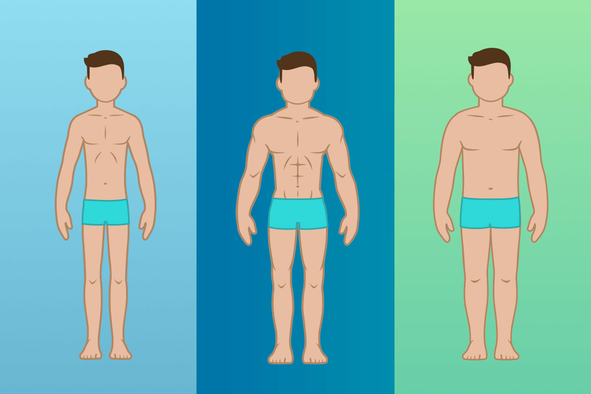 Мужское жилистое тело. Типы телосложения. Соотношение роста и веса