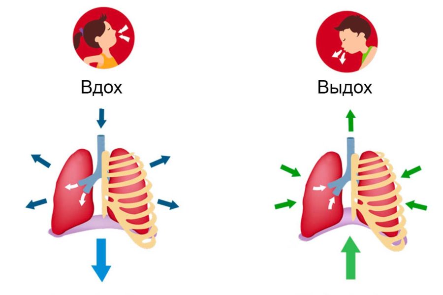 Дыхание диафрагмой схема